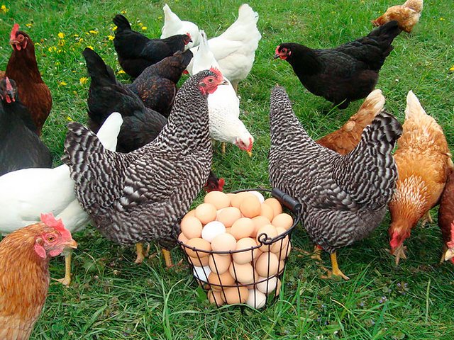 Содержание кур и уход за ними | ЗооТом - продажа, вязка и услуги для животных в Уржуме