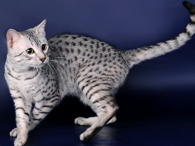Породы кошек в Уржуме | ЗооТом портал о животных