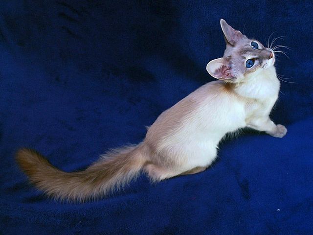 Выведенные породы кошек в Уржуме | ЗооТом портал о животных
