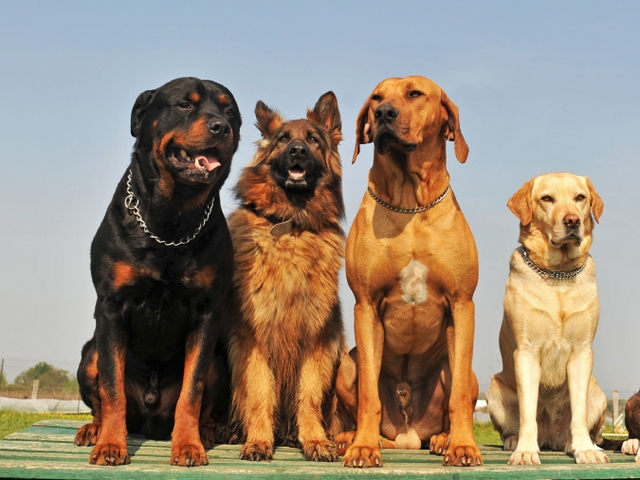 Крупные породы собак в Уржуме | ЗооТом портал о животных