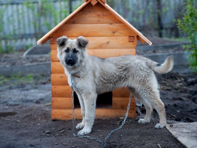 Все о собаках в Уржуме Все о собаках в Уржуме